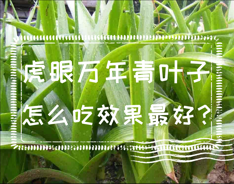 虎眼万年青叶子怎么吃效果最好?食用虎眼万年青注意事项