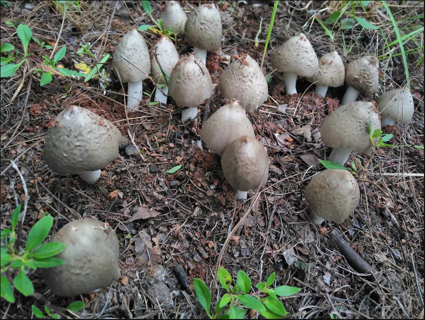 野生的鸡枞菌一般生长在哪里?