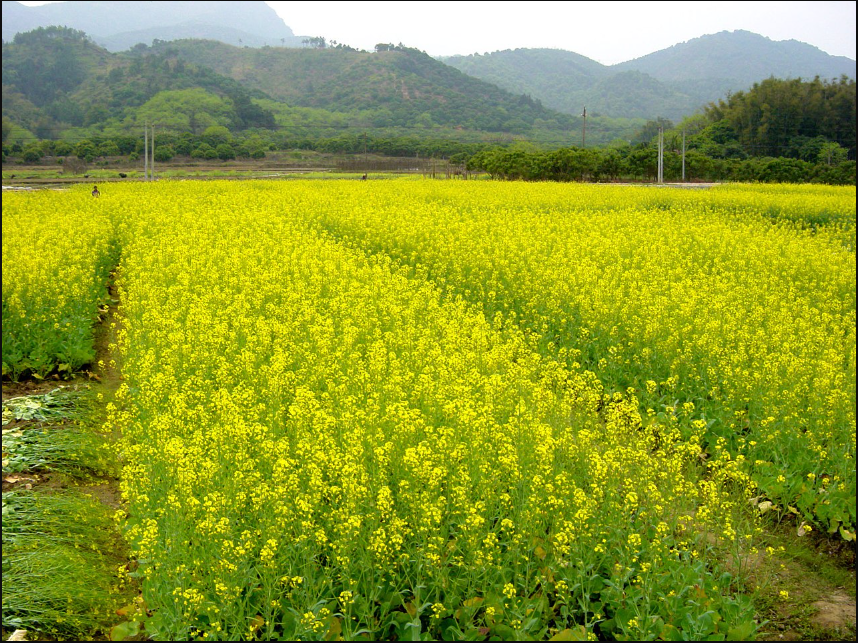 常见油菜类型分为哪三类？