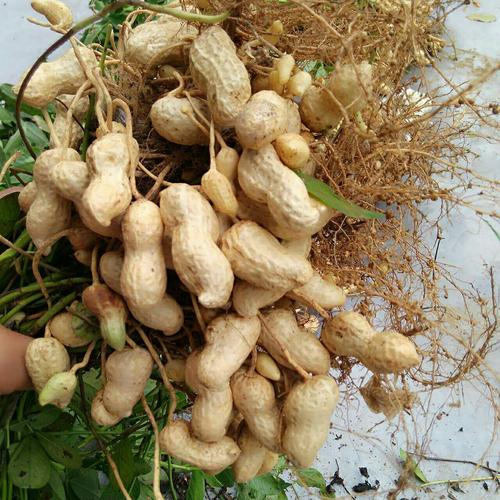 花生白绢病发病症状有哪些？如何防治？