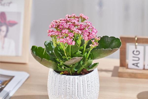 养的长寿花怎么催花？