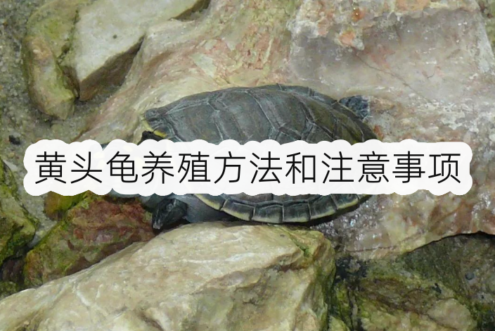 黄头龟养殖方法和注意事项,多久喂食一次