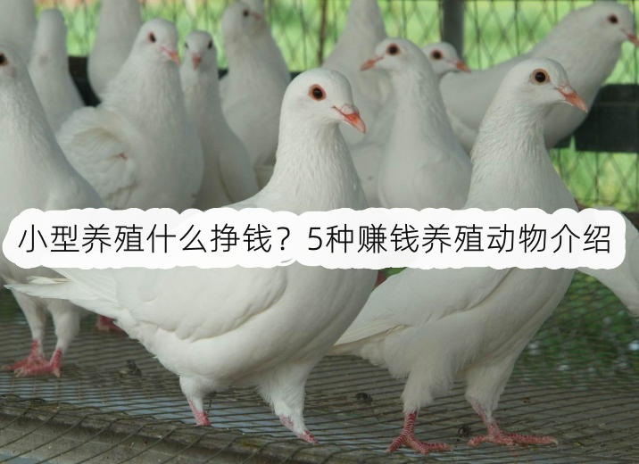 小型养殖什么挣钱?5种赚钱养殖动物介绍
