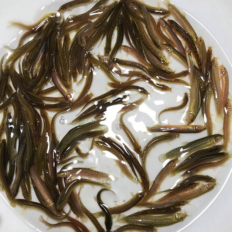 泥鳅饲养方法
