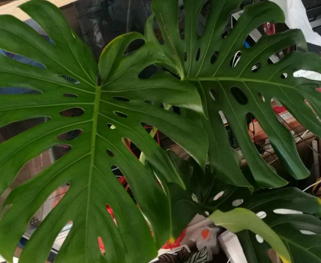 龟背竹茎倒伏怎么办？