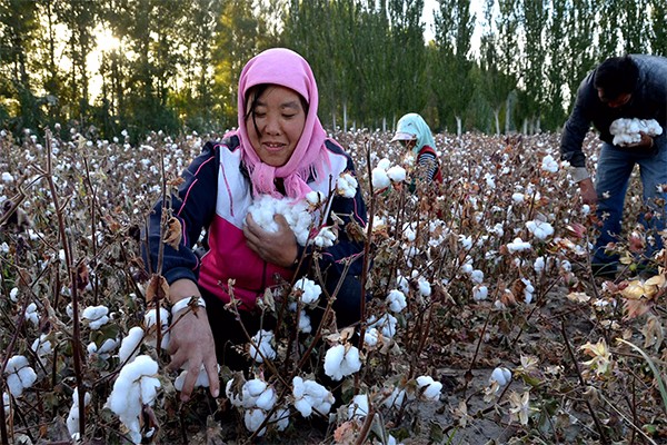 棉花枯萎病的流行原因是什么？怎么防治？