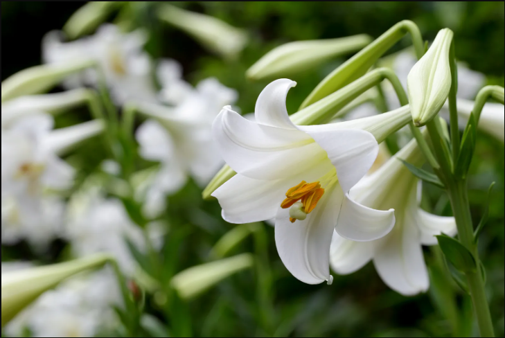 7月份可以种百合花吗？种植百合最佳环境