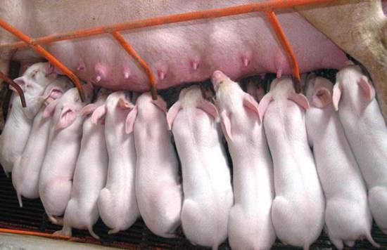 母猪产后多久可以正常发情？