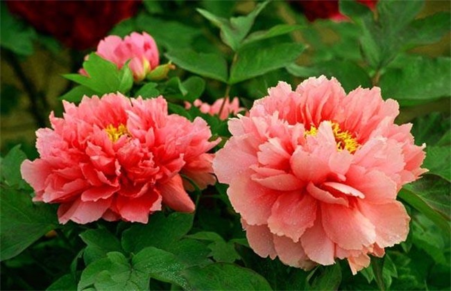 南方可以种植牡丹吗？怎么养护？