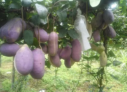 八月瓜的种植方法有哪些?繁殖特色是什么?