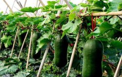 冬瓜怎样种植长得大且高产？