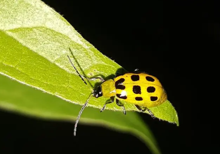 甲维盐有哪些特点?可以防治哪些害虫?