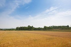 春季麦田管理有哪些要点和事项值得注意