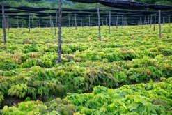 栽种淫羊藿种子育苗方法