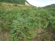 黄柏树的育苗方法及时间