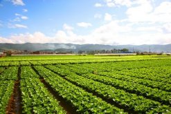 蔬菜浇水施肥的口诀