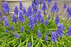 风信子不开花是怎么回事？