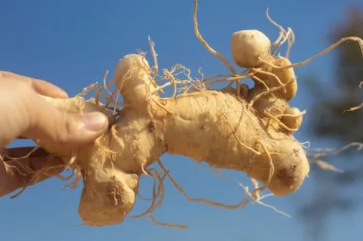 种植黄精施肥用什么化肥最好?