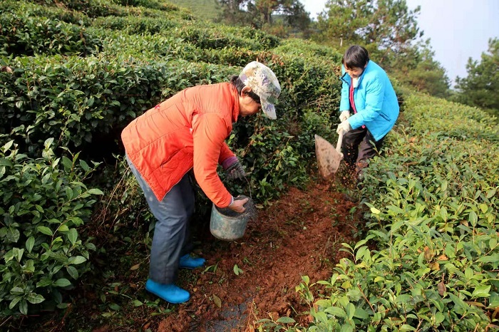 冬季茶园的管理要点