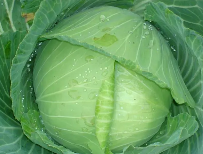 包菜和甘蓝是一个菜吗?两者有哪些区别?