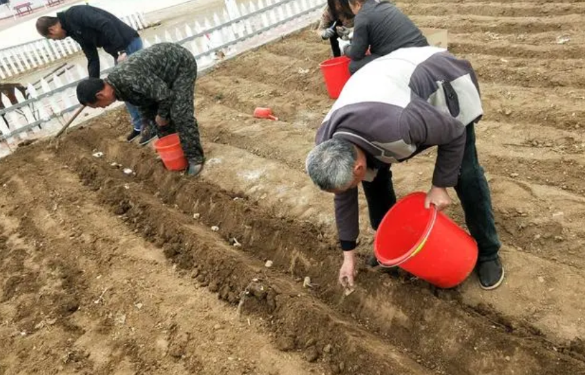 生物菌肥是什么?国家生物菌肥执行标准?