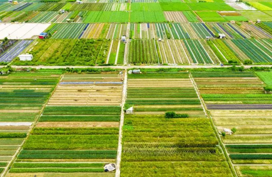 基本农田可以建蔬菜大棚吗?