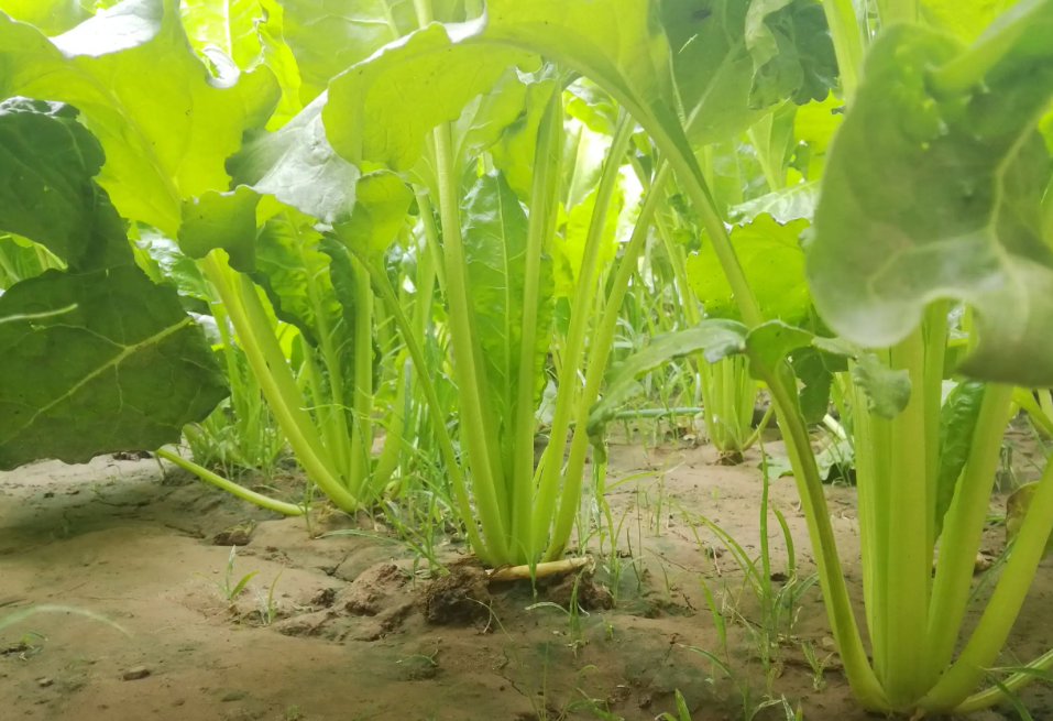 根达菜的学名叫什么?几月种植?