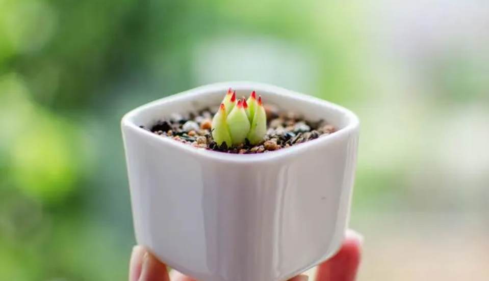 植物的定义是什么?自然界中的植物传播方式有几种?