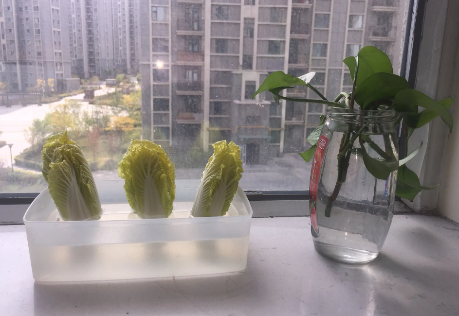 水培蔬菜的特点?最好养的水培蔬菜有哪些?