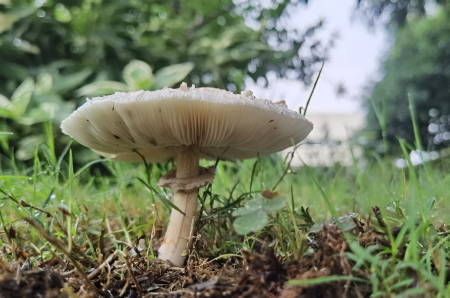 蘑菇的组成以及如何形成的?