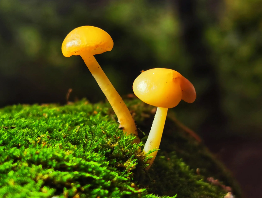 担子菌的菌丝分为哪几种?分别有什么特点?