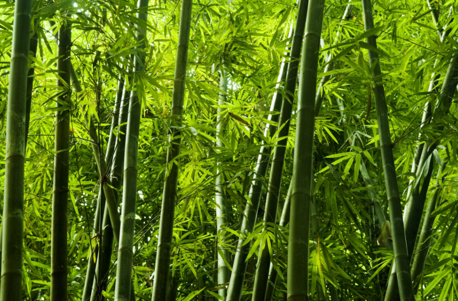竹子有哪些种类?碳化竹和普通竹子的区别?