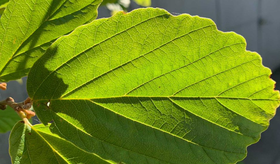 花叶光照过强会死吗?光对植物有哪些意义?