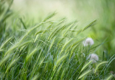 一年生四倍体黑麦草特点和播种时间