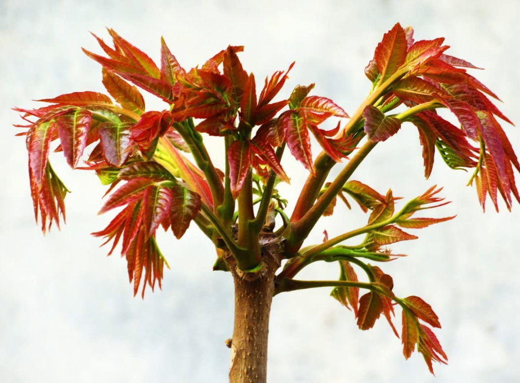 香椿芽、臭椿芽和漆树芽怎么分辨?