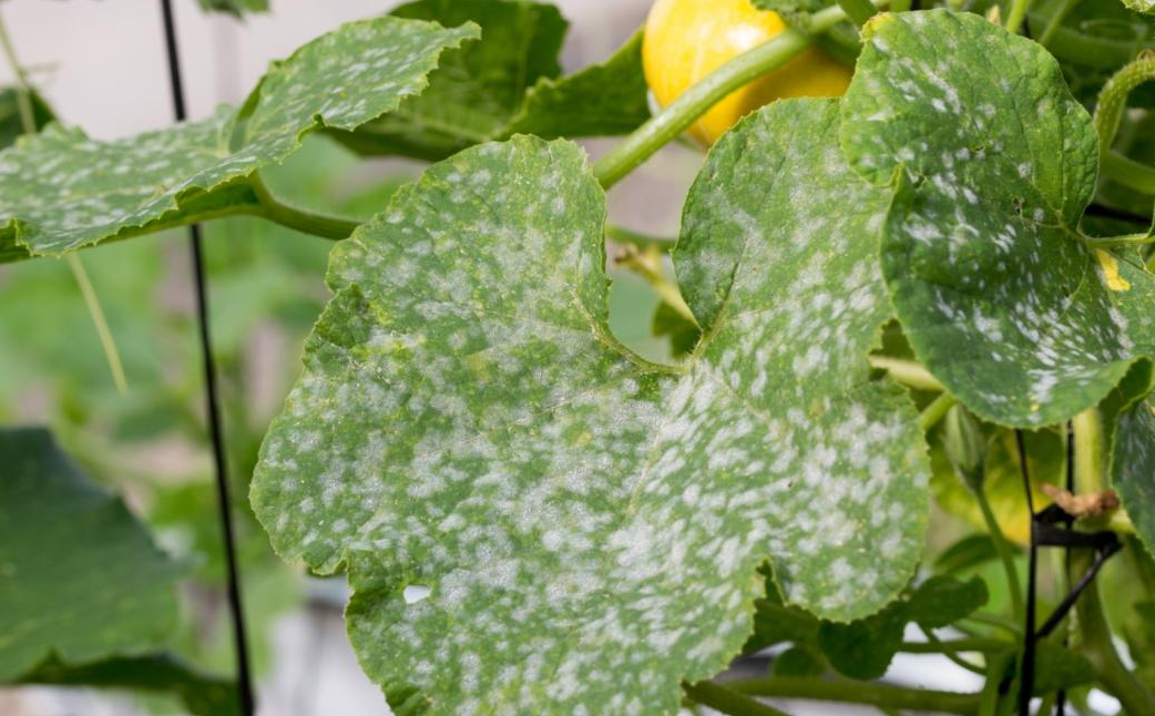 植物病变后变化分为哪几种类型?