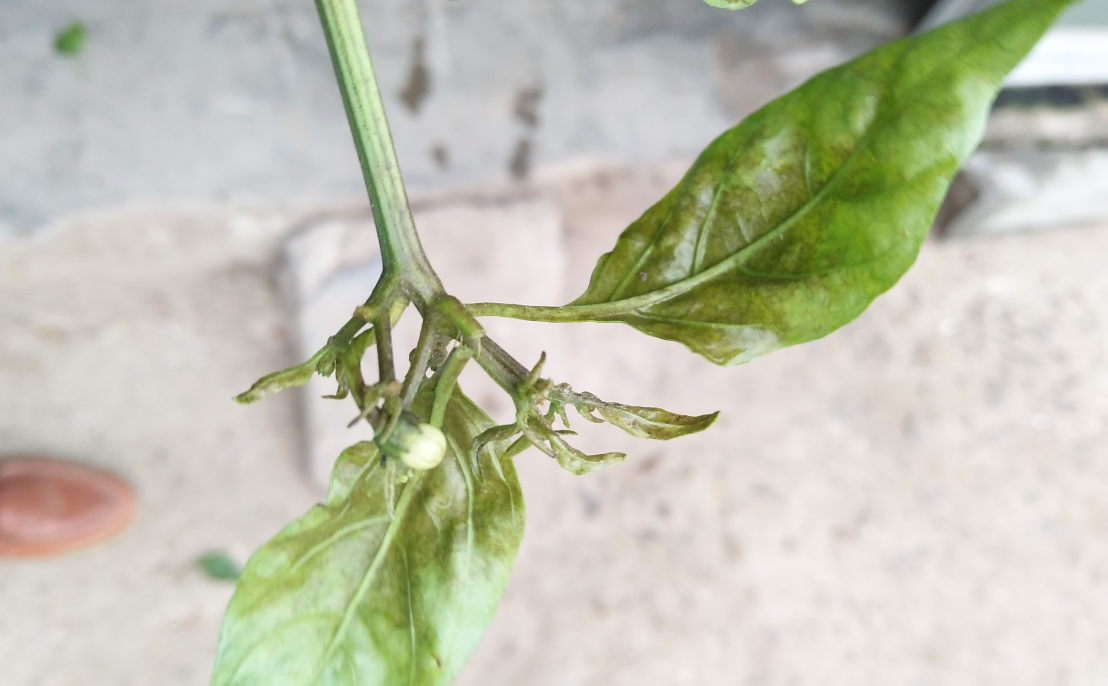 病毒病和茶黄螨病害的区别?