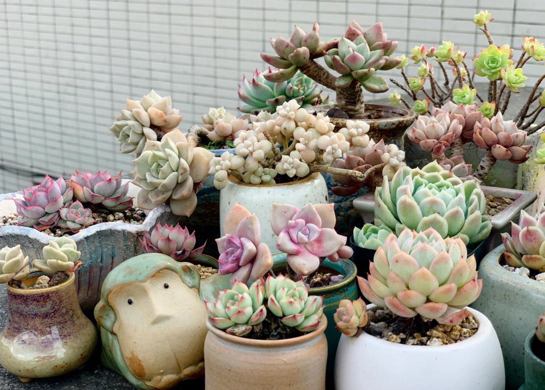 冬季哪些花卉需要控水呢？