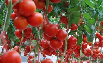 番茄夏季栽培技术要点