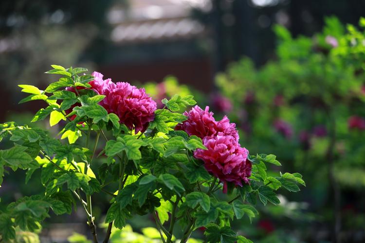 牡丹花几点开花？开花期如何养护？