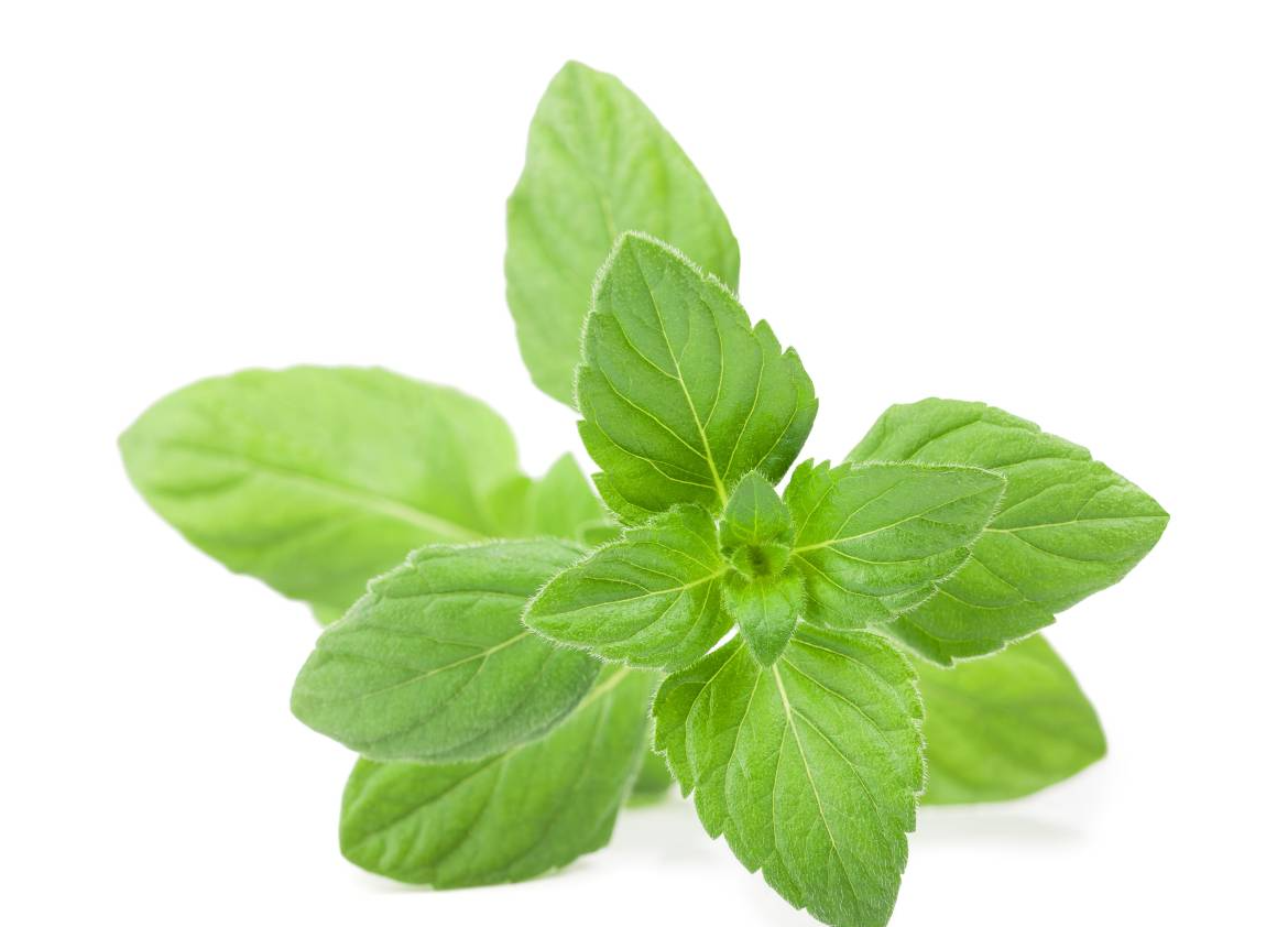 荆芥的种植时间在什么季节?需要哪些种植条件?