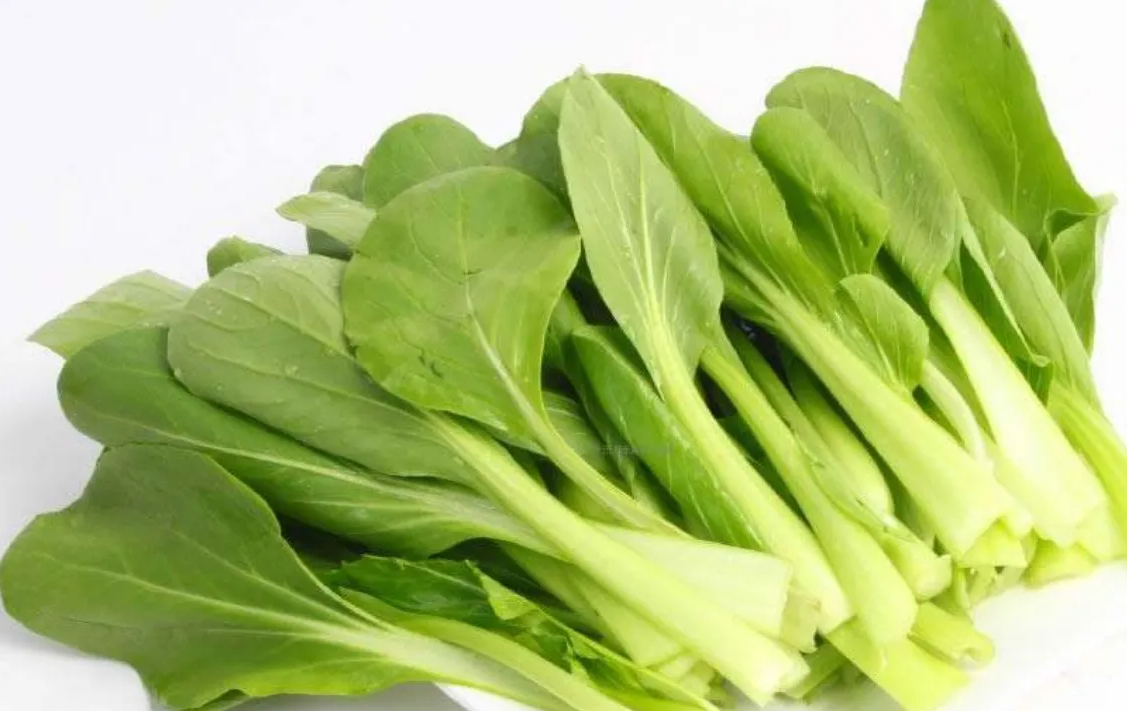 小白菜如何防治虫害?
