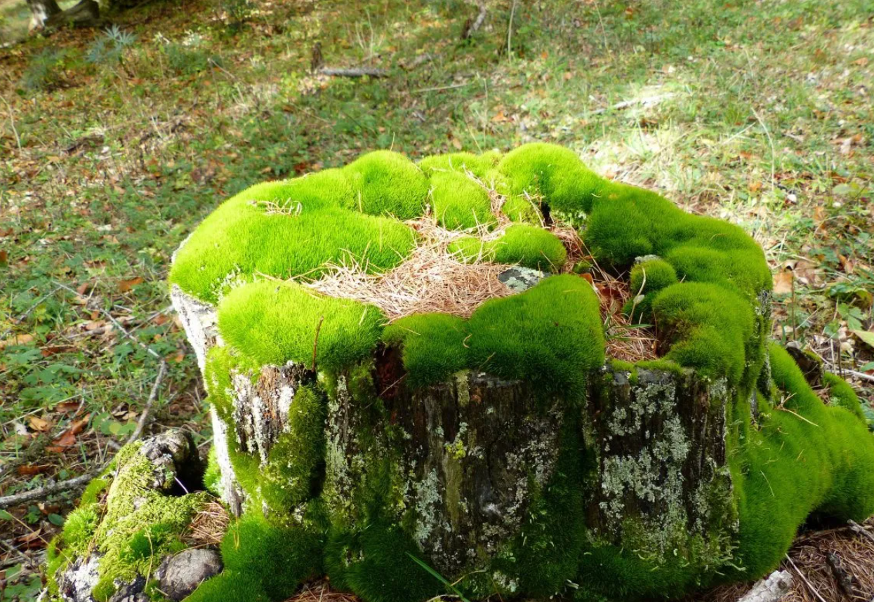 苔藓的特点,有哪些价值?
