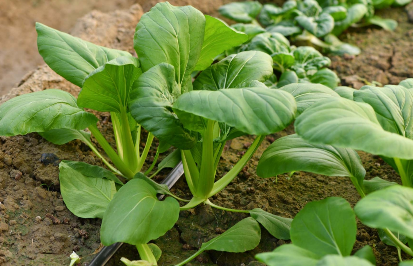一般每亩油菜产多少斤油?