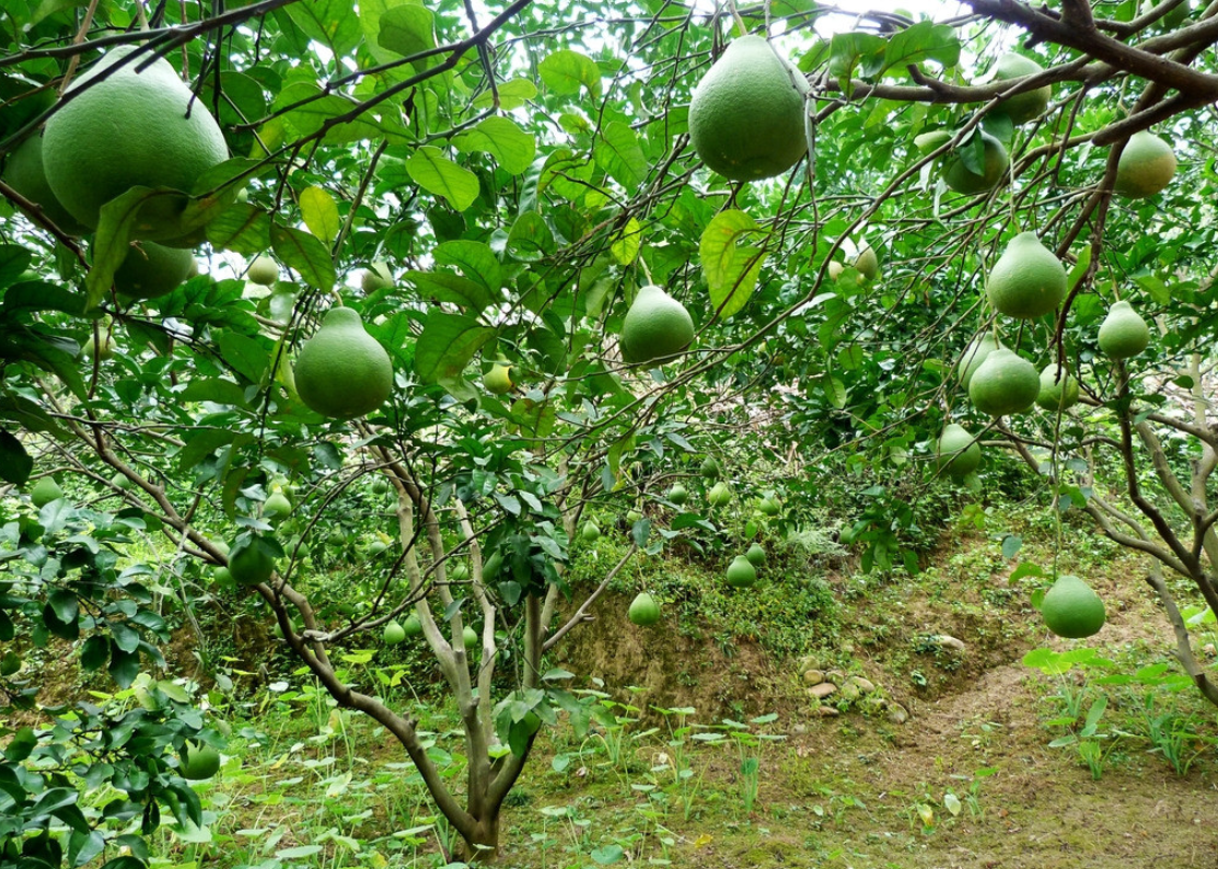 柚子高产的种植技术