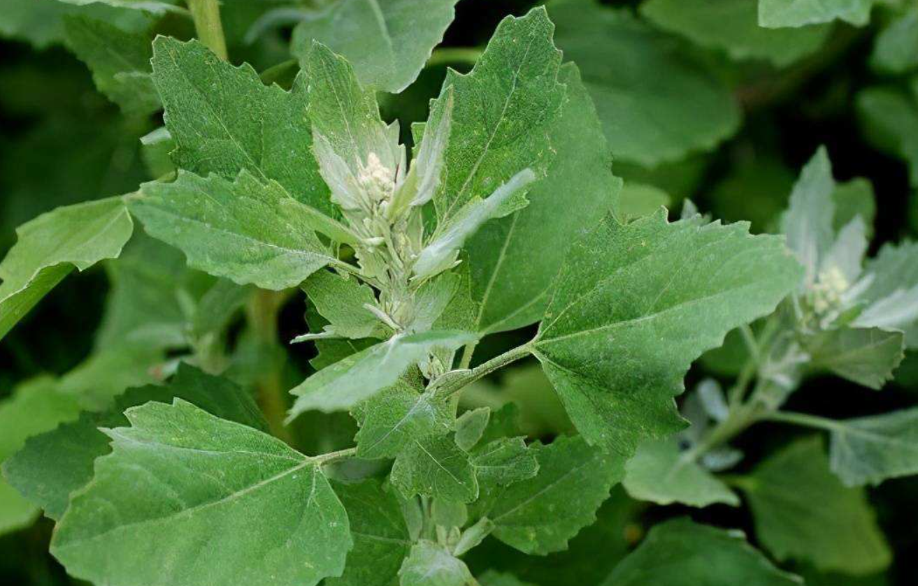 灰菜是什么植物?可以做猪饲料吗?