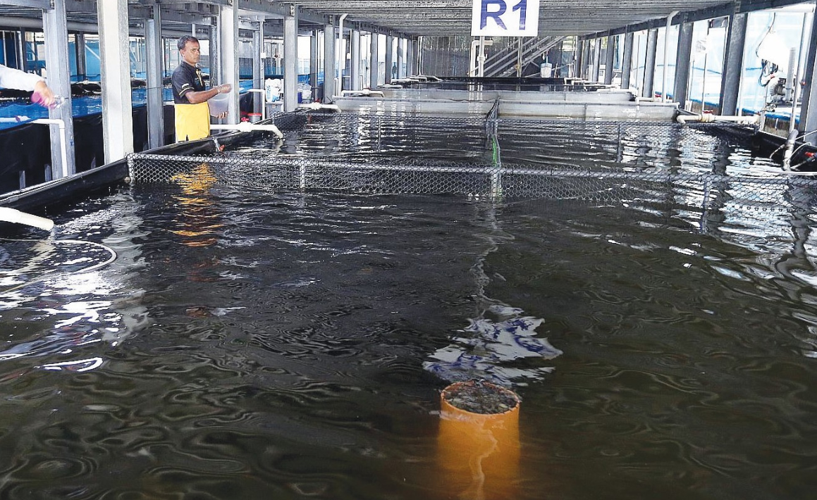 水产养殖为什么开春病害多?