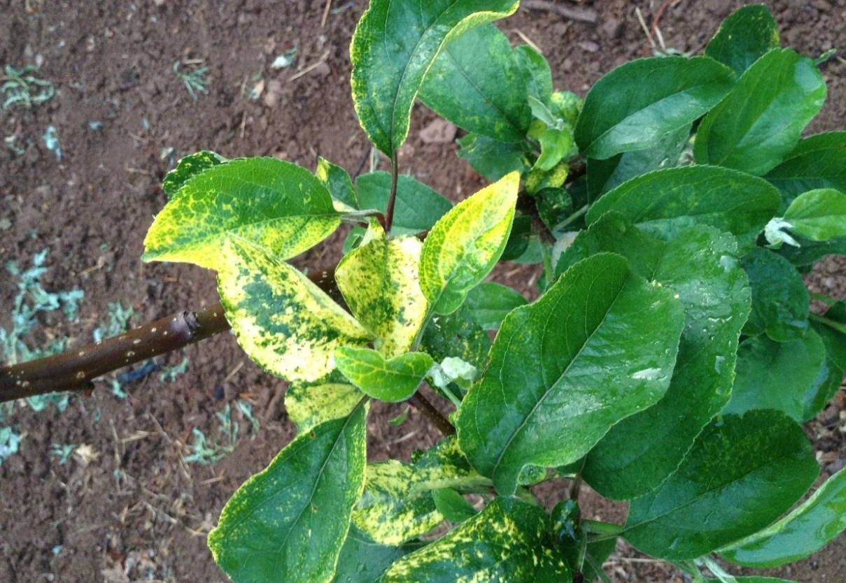 果树花叶病怎么根治?有哪些特点?