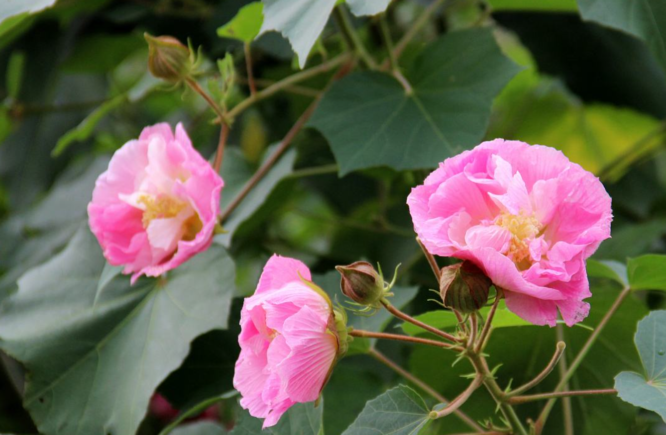 木芙蓉的生长习性是什么？