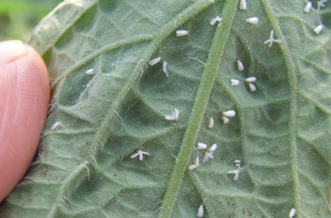 白粉虱为什么这么难消灭?